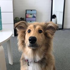 Blanding af racer Cassie