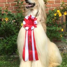 Afghansk mynde Alfred