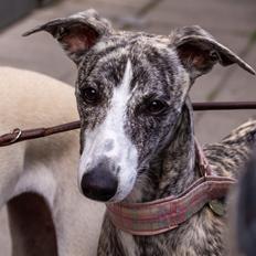 Whippet Tilla