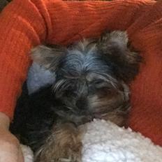 Yorkshire terrier Kenya