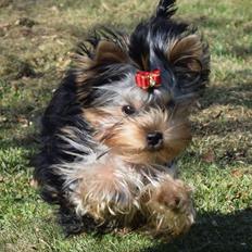 Yorkshire terrier Kenya