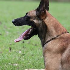 Malinois IGP3 Czhaplin Codi-Fin - over regnbuen