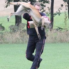 Malinois IGP3 Czhaplin Codi-Fin - over regnbuen