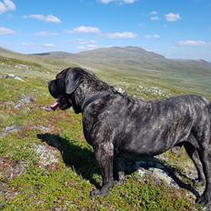 Dogo canario Tacano