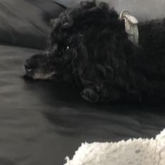 Dværgpuddel Daisy (Kennel-navn: "Vickys Beatrix")