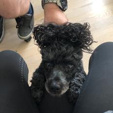 Dværgpuddel Daisy (Kennel-navn: "Vickys Beatrix")