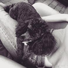 Dværgpuddel Daisy (Kennel-navn: "Vickys Beatrix")