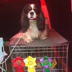 Cavalier king charles spaniel Amazing Cavalier’s Presley Fontana,kaldet Elvis