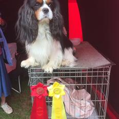 Cavalier king charles spaniel Amazing Cavalier’s Presley Fontana,kaldet Elvis