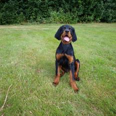 Gordon setter Syd åens Bianca