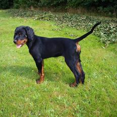 Gordon setter Syd åens Bianca