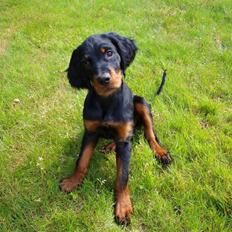 Gordon setter Syd åens Bianca