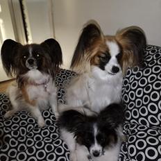 Papillon Smilla