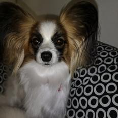 Papillon Smilla