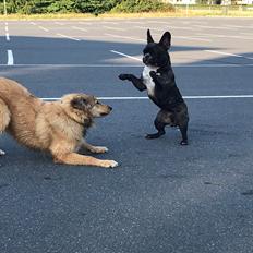 Blanding af racer Cassie