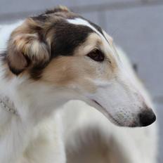 Borzoi Pony