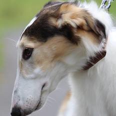 Borzoi Pony