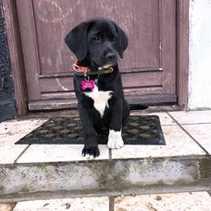 Blanding af racer Olivia