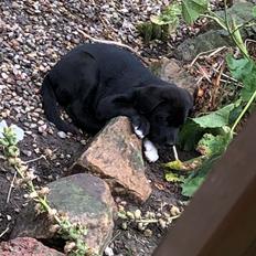 Blanding af racer Olivia