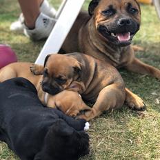 Staffordshire bull terrier Kenya 