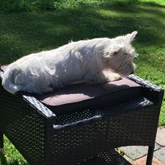 West highland white terrier Laura