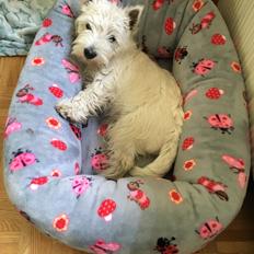 West highland white terrier Laura