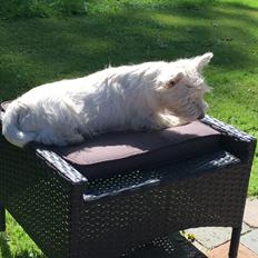 West highland white terrier Laura