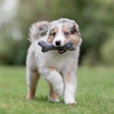Miniature American Shepherd Ávi / Avicii