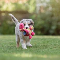 Miniature American Shepherd Ávi / Avicii