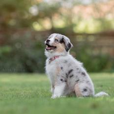 Miniature American Shepherd Ávi / Avicii