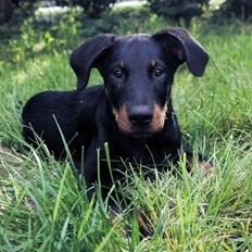 Beauceron Flynn