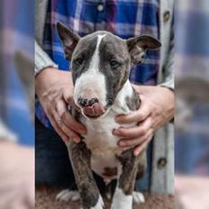 Bullterrier miniature Rocco