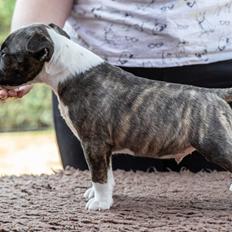 Bullterrier miniature Rocco