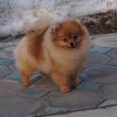 Pomeranian Penny (Simvol Goda russian Queen)