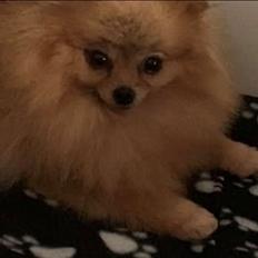 Pomeranian Penny (Simvol Goda russian Queen)