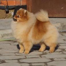 Pomeranian Penny (Simvol Goda russian Queen)
