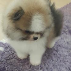Pomeranian Cookie (Simvol Goda Daily delight Danica)