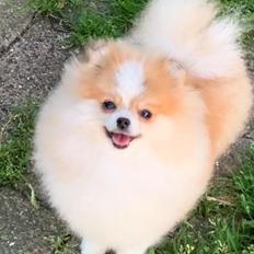 Pomeranian Cookie (Simvol Goda Daily delight Danica)