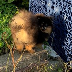 Pomeranian Muffin (Sengi wit lambent vit) 