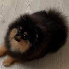 Pomeranian Muffin (Sengi wit lambent vit) 