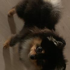 Pomeranian Sansa (Bridget Startup) 