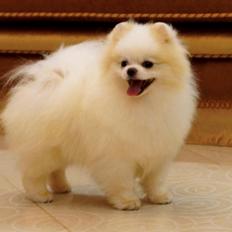 Pomeranian Buddy (Simvol Goda trend Topic) 