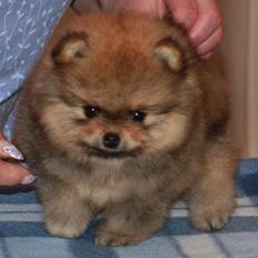 Pomeranian Cæsar (Tsukat Meisehof)