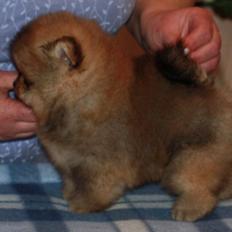 Pomeranian Cæsar (Tsukat Meisehof)
