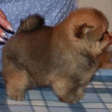 Pomeranian Cæsar (Tsukat Meisehof)