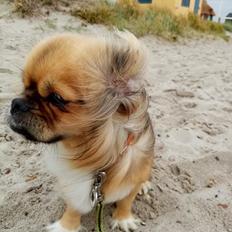Tibetansk spaniel teddy