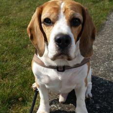 Beagle Charlie 