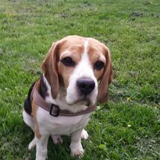 Beagle Charlie 