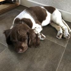 Field Trial Springer Spaniel Buster