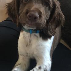 Field Trial Springer Spaniel Buster